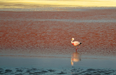 James flamingo walking in Laguna Colorada, bloody color salt lake at altiplano plateau, Potosi, Bolivia 