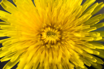 Close-up of a dandelion flower yellow. Macro photo