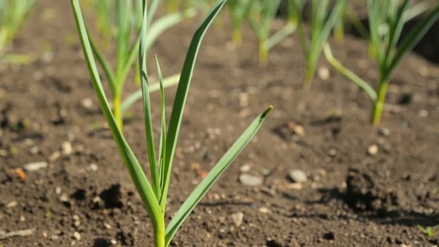 Spring onion and garlic in vegetable garden