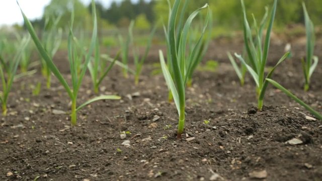 Spring onion and garlic in vegetable garden
