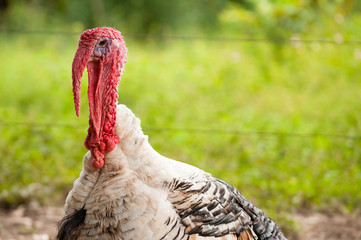 Turkey on the farm