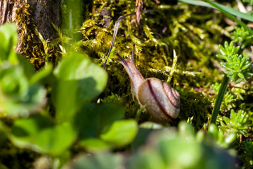 Wild snail in its natural environment