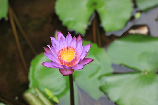 flower, lotus, pink, nature, water, plant, purple, blossom, flora, lily, garden, green, pond, flowers, beautiful, beauty, bloom, leaf, summer, spring, blooming, macro, water lily, petal, floral
