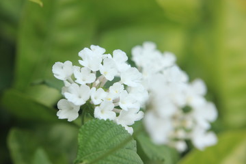 flower, spring, white, nature, blossom, plant, garden, bloom, green, flowers, tree, apple, blooming, macro, beauty, summer, branch, leaf, close-up, floral, beautiful, flora, pink, closeup, petal
