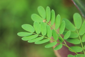 leaf, green, nature, plant, spring, tree, leaves, foliage, summer, fresh, branch, flower, forest, clover, garden, natural, close-up, closeup, grass, growth, macro, beauty, flora, environment, beautifu
