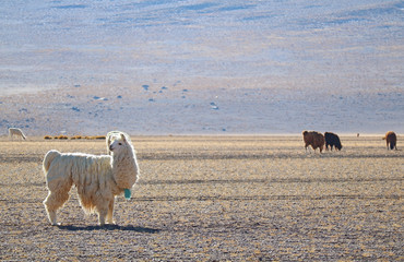 Llamas grazing at the Andes foothills, Andean Plateau, Bolivia, South America 