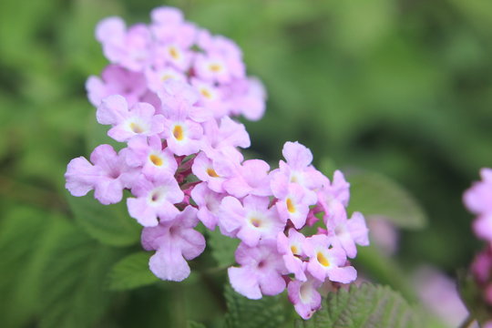 flower, purple, nature, flowers, garden, spring, pink, plant, green, blossom, lilac, bloom, beauty, summer, flora, floral, close-up, violet, beautiful, macro, blooming, leaves, petal, color, season