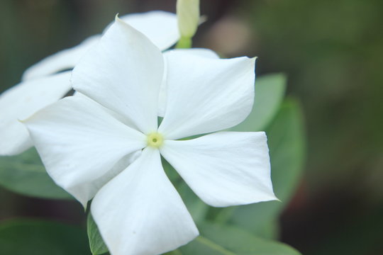 flower, white, nature, spring, plant, green, garden, bloom, blossom, pink, flowers, flora, leaf, petal, beauty, tree, beautiful, macro, floral, apple, jasmine, summer, blooming, orchid, petals