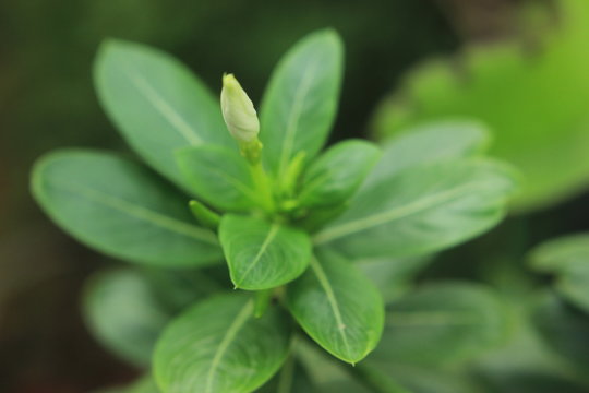 leaf, green, plant, herb, leaves, nature, fresh, isolated, oregano, flower, white, clover, food, spring, garden, closeup, macro, spice, natural, close-up, basil, organic, ingredient, aromatic, thyme