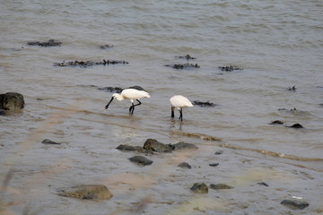 two beautiful white spoonbills foraging in the water of the westerschelde holland