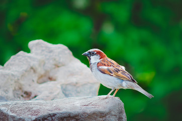 A sparrow sits on a rock in a summer day.