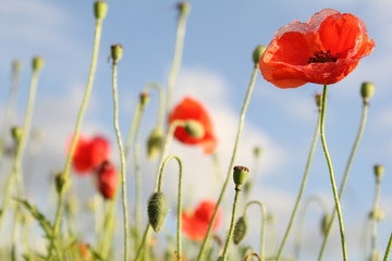 a picturesque flower landscape of a red poppies closeup and a blue sky with clouds in the background