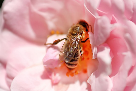 Bee is in the center of pink rose in the spring garden