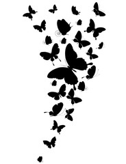 black butterfly, isolated on a white