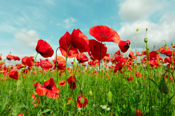 Fototapeta na wymiar red poppy flowers in a field background