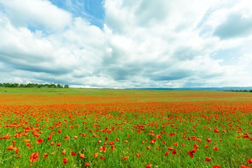 red poppy flowers in a field background