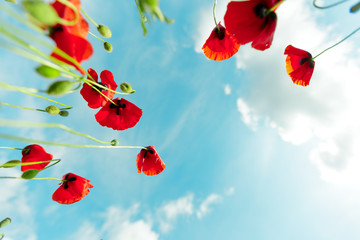 Fototapeta premium red poppy flowers in a field background