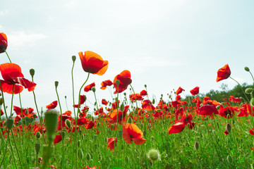 red poppy flowers in a field background