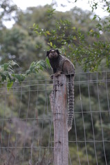 The Sagui Watcher 