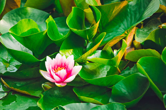 Water pink lily among green leaves.