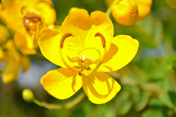 An beautiful brazilian yellow flower