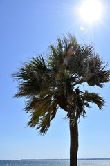 風に揺れるヤシ