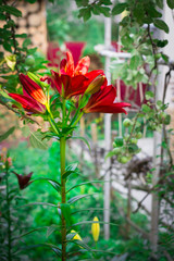 Bush of lily in garden