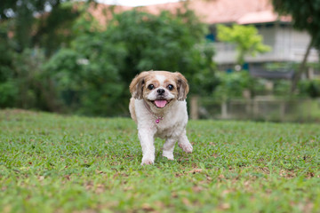 Portrait of a cute little Shih Tzu puppy dog outdoor