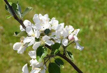 closeup of a branch with apple blossoms, green grass in the background 