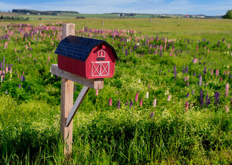 Mailbox amid a field of wild lupins in rural Prince Edward Island, Canada.