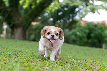 Portrait of a cute little Shih Tzu puppy dog outdoor