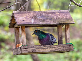 The bird is in the bird feeder. Curious dove.