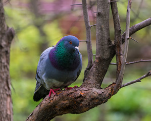 A bird on a branch. Curious dove.