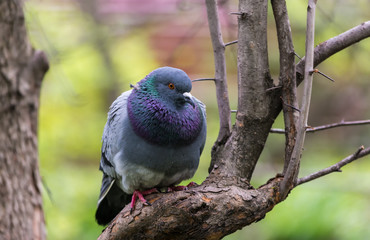 A bird on a branch. Curious dove.