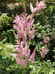 pink and white flowers