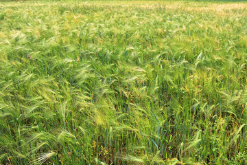 Green and yellow wheat ears after the rain