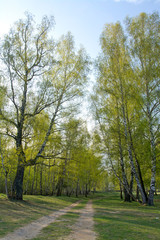 Spring birch forest and road