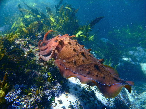 Giant Cuttlefish, Sepia Apama In Sydney Australia