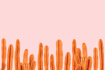Oranje cactus op roze achtergrond