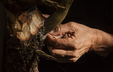 Old man hand working on wood