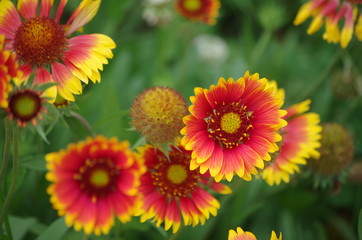 Lovely and beautiful chrysanthemum