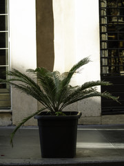 Palm plant on the street of Rome, Italy. October 2017.
