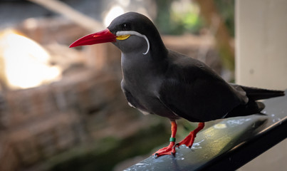Animal in Amsterdam Zoo