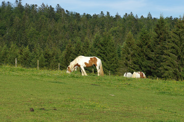 Chevaux broutant dans la prairie