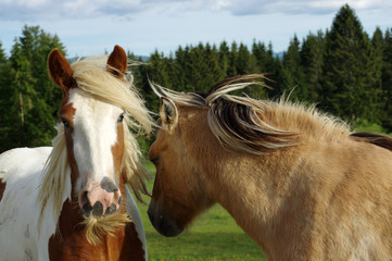 Obraz premium Toilettage entre deux chevaux - 3