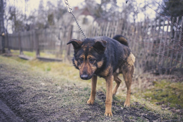 The sad dog tied to the chain looking at the ground.
