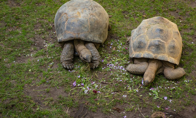 Animal in Amsterdam Zoo