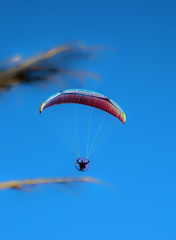 Paragliders