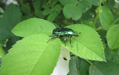 Green cetonia beetle on leaves in the garden, closeup 