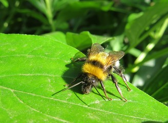 Bumblebee resting on green leaf in the garden, closeup 